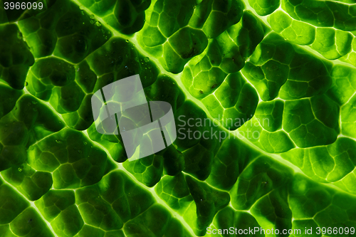 Image of fresh savoy cabbage leaf