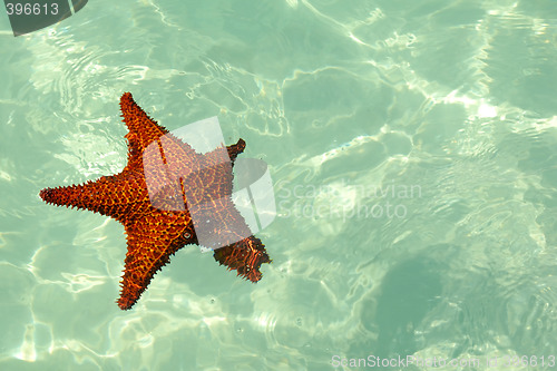 Image of Red starfish in caribbean sea.