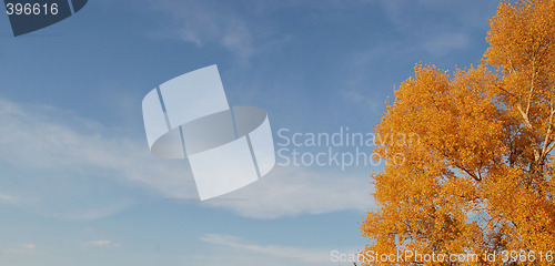 Image of blue sky and gold tree
