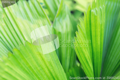 Image of green palm tree leaves