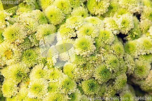 Image of beautiful chrysanthemums flowers