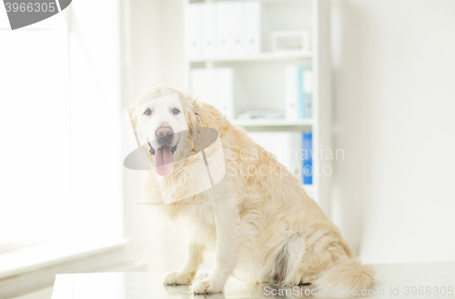 Image of close up of golden retriever dog at vet clinic