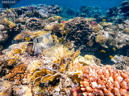 Image of Coral and fish in the Red Sea. Egypt