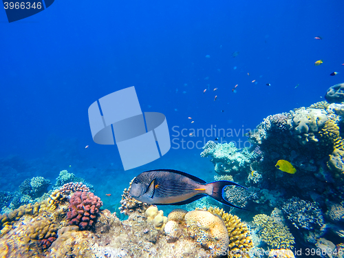 Image of Coral and fish in the Red Sea. Egypt