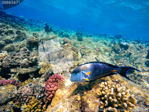 Image of Coral and fish in the Red Sea. Egypt