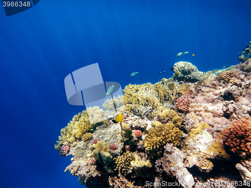 Image of Coral and fish in the Red Sea. Egypt