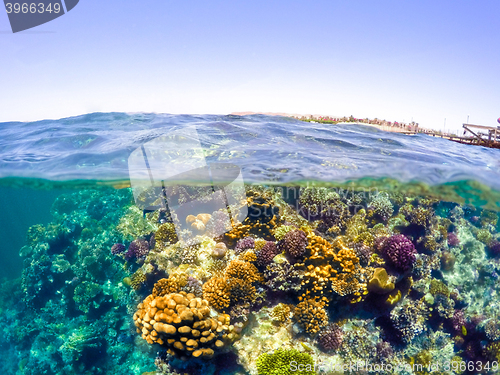 Image of Underwater and surface split view in the tropics sea