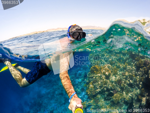 Image of Snorkel swims in shallow water, Red Sea, Egypt