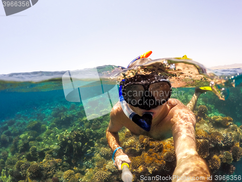 Image of Snorkel swims in shallow water, Red Sea, Egypt