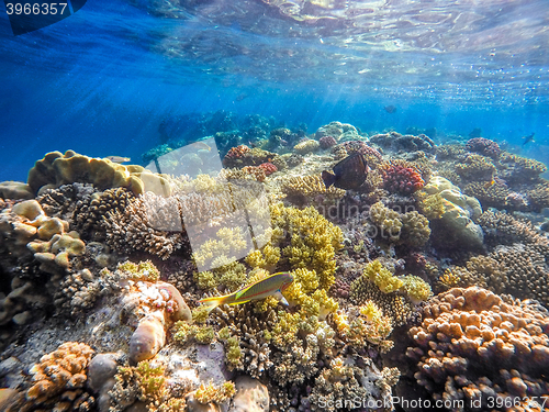 Image of Coral and fish in the Red Sea. Egypt