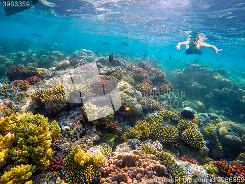 Image of Underwater shoot of a young boy snorkeling in red sea