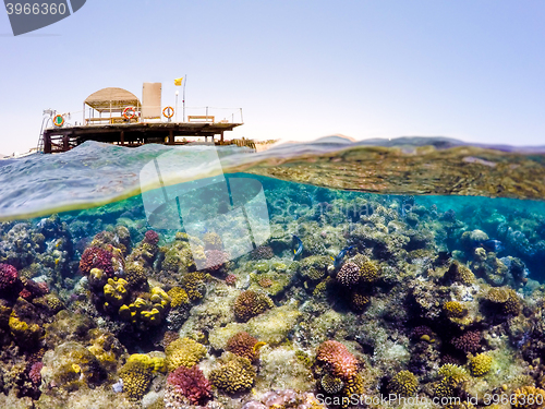 Image of Underwater and surface split view in the tropics sea