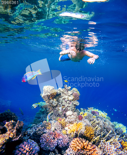 Image of Underwater shoot of a young boy snorkeling in red sea