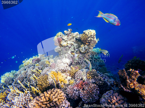 Image of Coral and fish in the Red Sea. Egypt