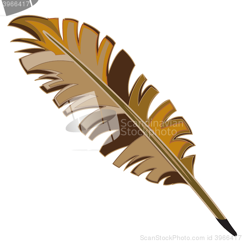Image of Varicoloured feather