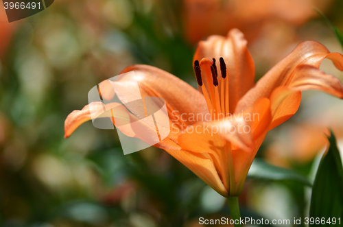 Image of Beautiful lily growing in garden