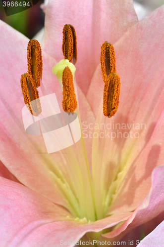 Image of Beautiful lily growing in garden