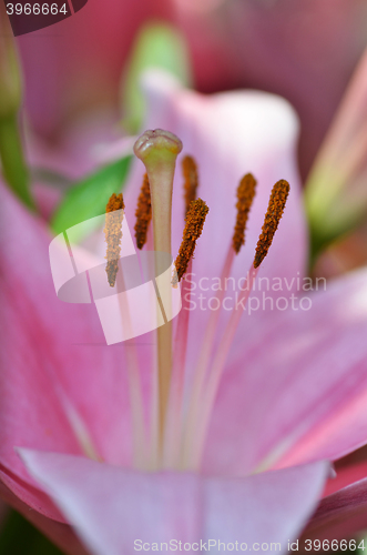 Image of Beautiful lily growing in garden