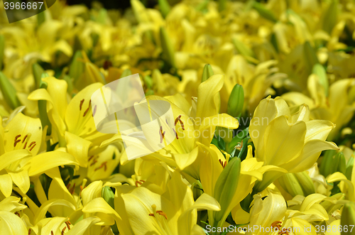 Image of Beautiful lily growing in garden