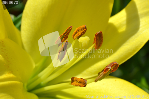 Image of Beautiful lily growing in garden