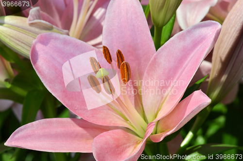 Image of Beautiful lily growing in garden