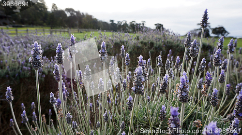 Image of Lavender flowers in the field in spring