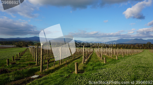 Image of Neat rows of grape-bearing vines in a vineyard