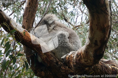 Image of Australian Koala Bear