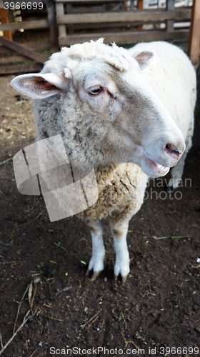 Image of Sheep on the farm