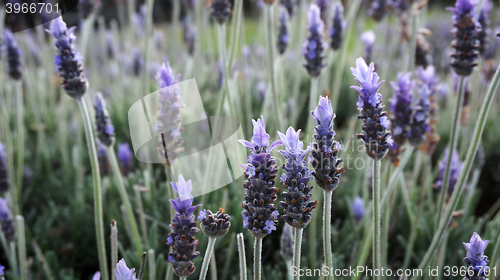 Image of Lavender flowers in the field in spring