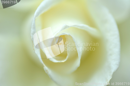 Image of Close up on a white rose