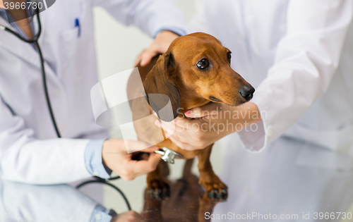 Image of close up of vet with stethoscope and dog at clinic