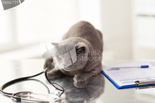 Image of close up of british cat at vet clinic