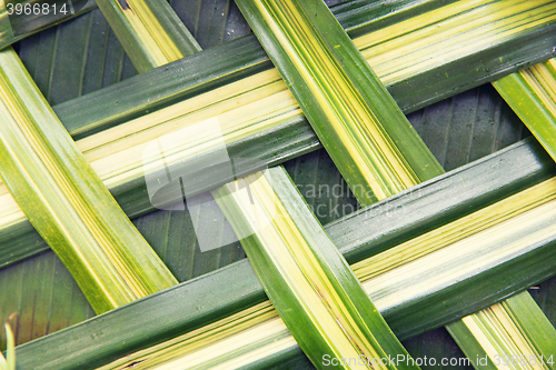 Image of green palm tree leaf grid texture