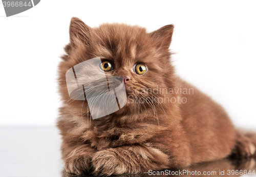 Image of brown british long hair kitten