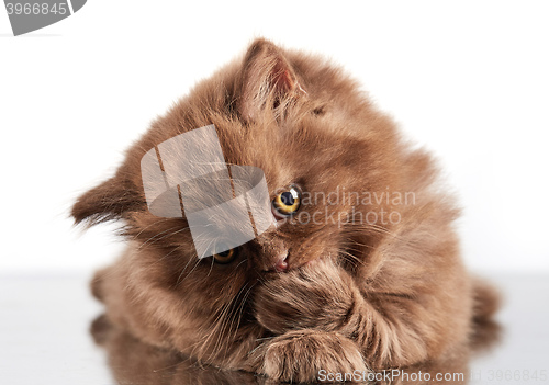 Image of brown british long hair kitten