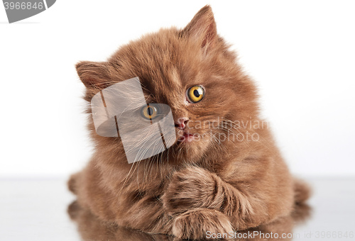 Image of brown british long hair kitten