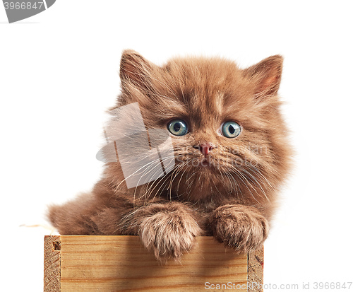 Image of brown british long hair kitten