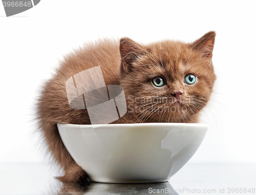 Image of brown british short hair kitten