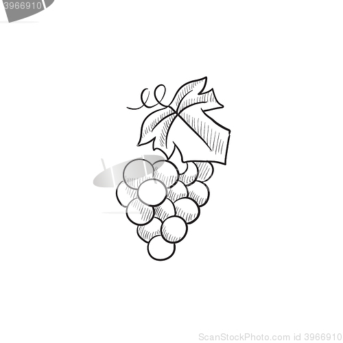 Image of Grape sketch icon.