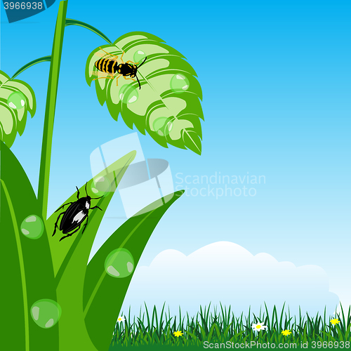 Image of Herb with dew