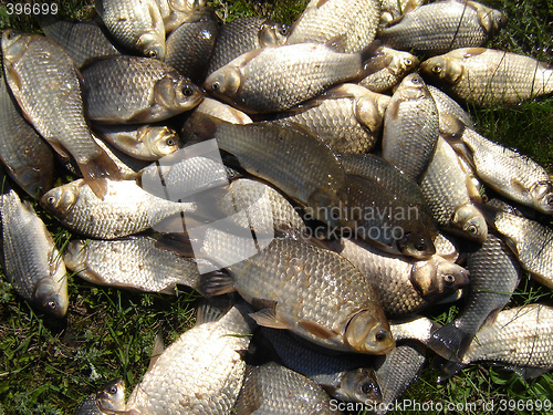 Image of cruñian carps