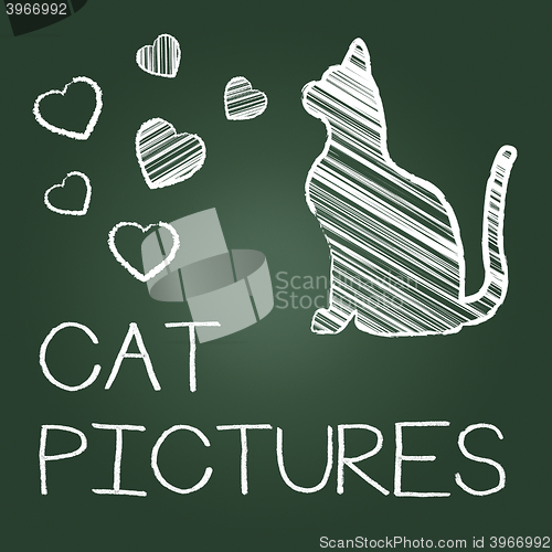 Image of Cat Pictures Means Photos Pet And Image