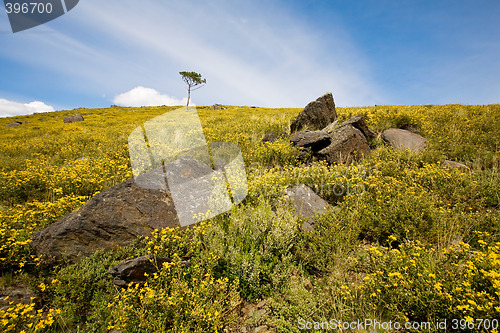 Image of Wild Landscape