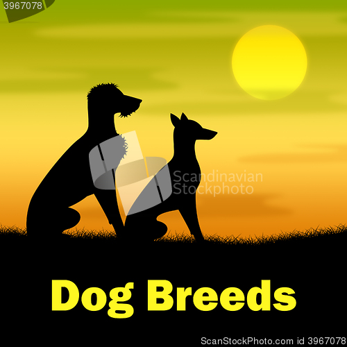 Image of Dog Breeds Shows Pasture Puppy And Doggie