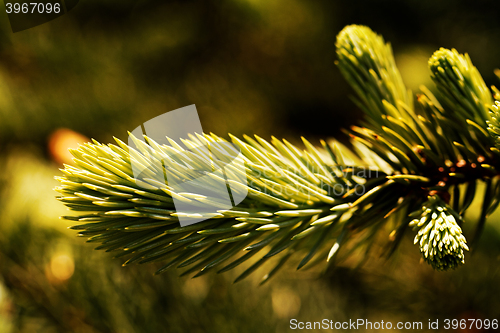 Image of Green pine