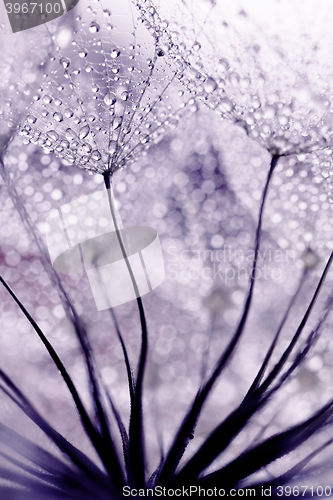 Image of Plant seeds with water drops