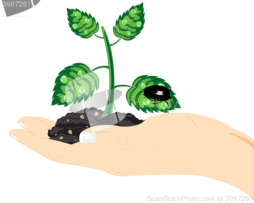 Image of Seedling of the plant in hand
