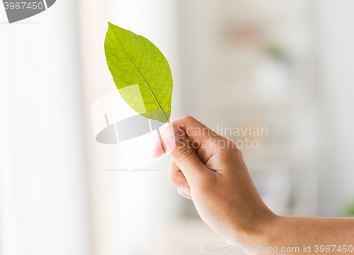 Image of close up of woman hand holding green leaf