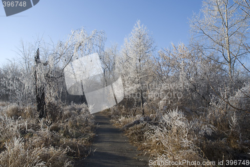 Image of frost